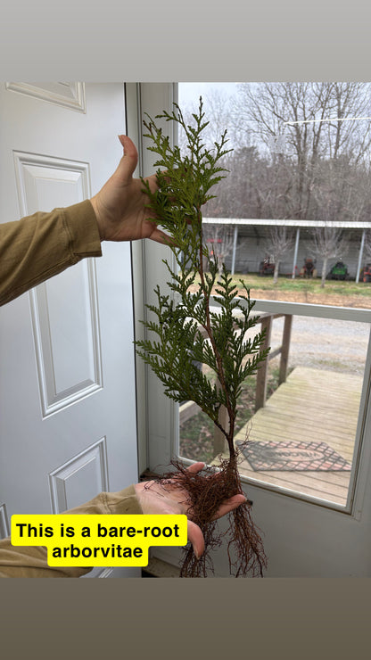 Buy Bareroot Green Giant Arborviates Online at TN Nursery 