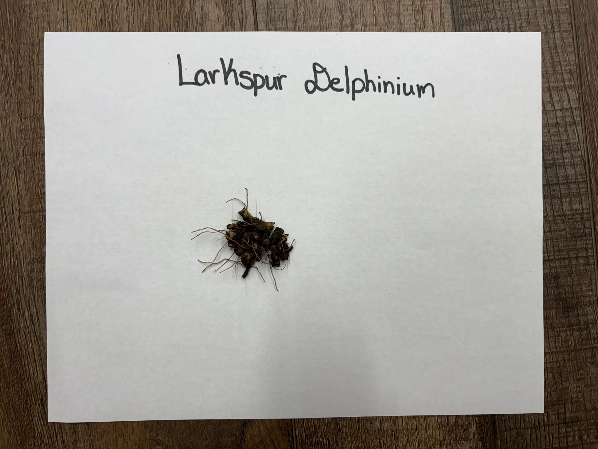 Buy Bareroot Larkspur Delphinium Online at TN Nursery 