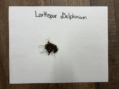 Buy Bareroot Larkspur Delphinium Online at TN Nursery 