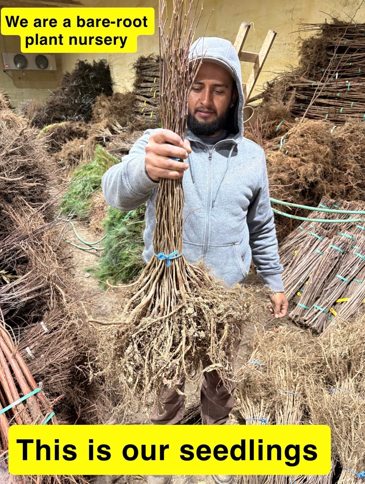 Buy Bareroot Sycamore Seedling Online at TN Nursery 