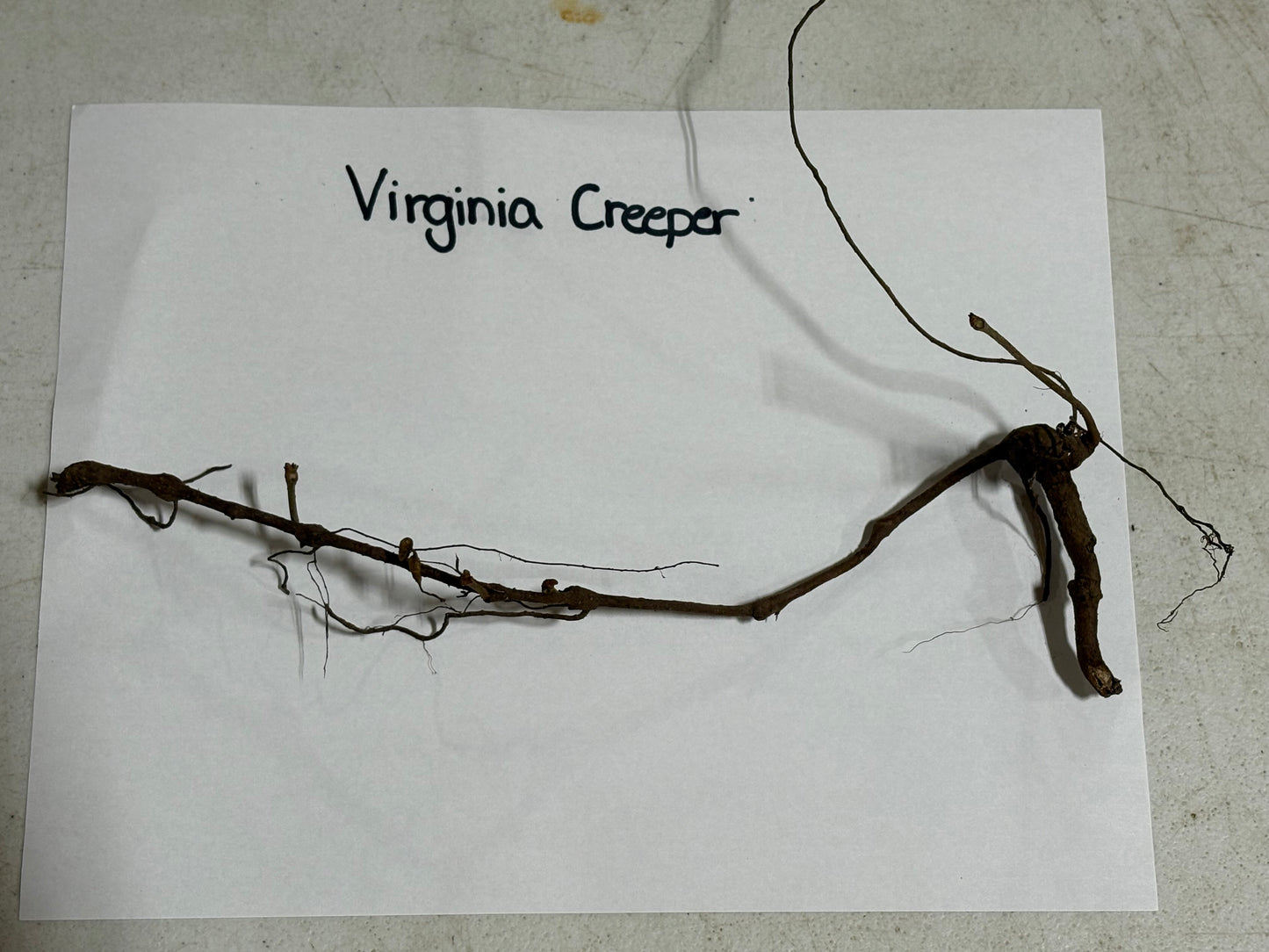 Buy Bareroot Virginia Creeper Online at TN Nursery  