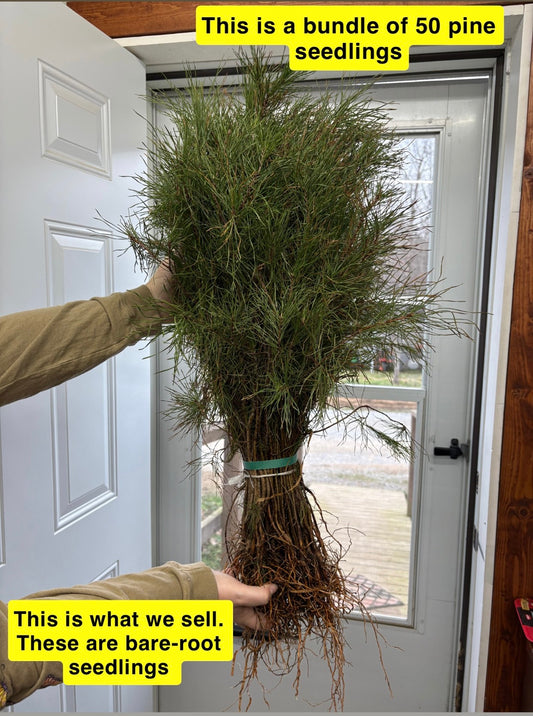 Buy Bareroot Virginia Pines Online at TN Nursery 