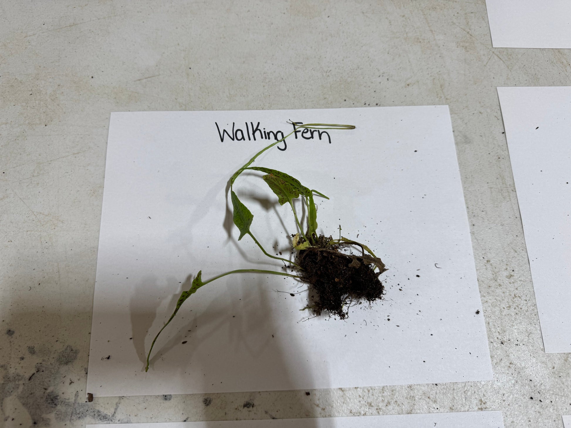 Buy Bareroot Walking Fern Online at TN Nursery 