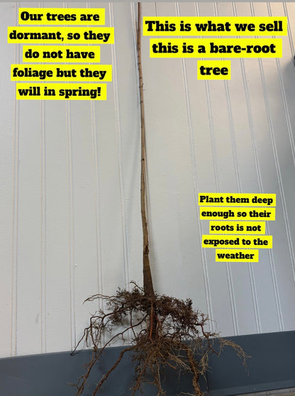 Buy Bareroot White Dogwoods Online at TN Nursery 