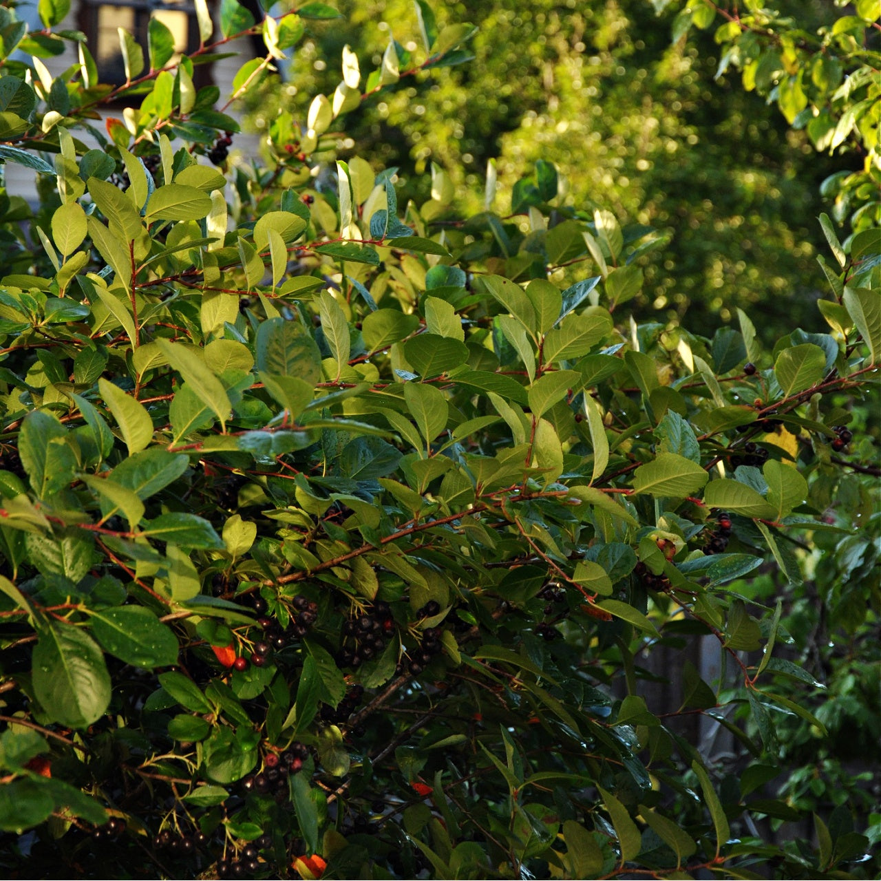 Buy Chokeberry Plants Online at TN Nursery 