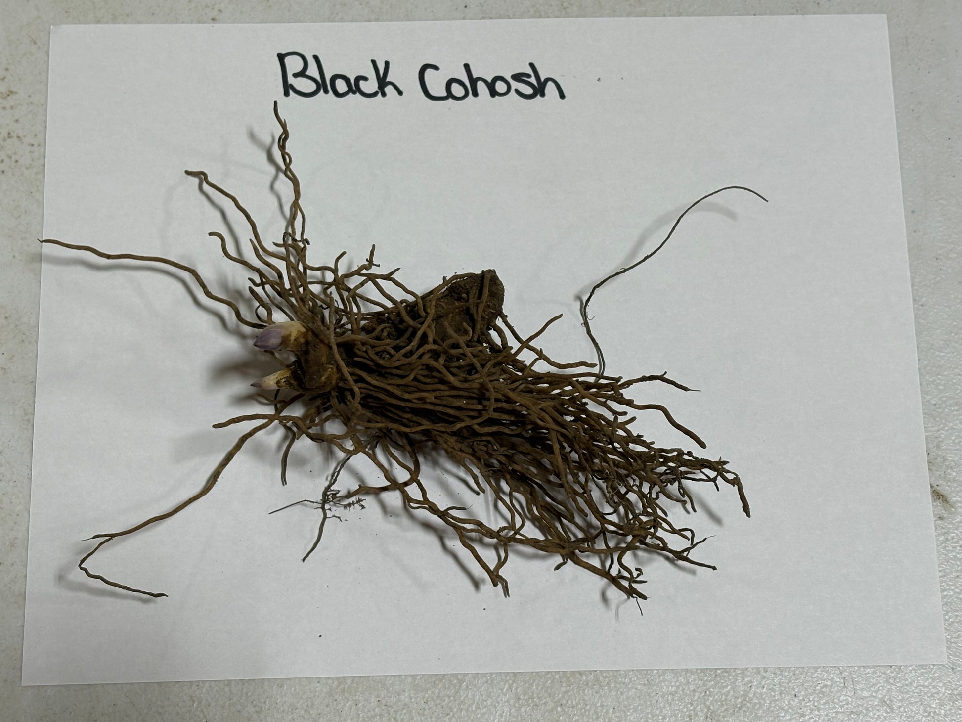 Root of Black Cohosh