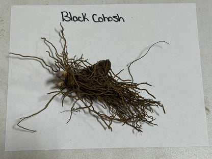 Root of Black Cohosh