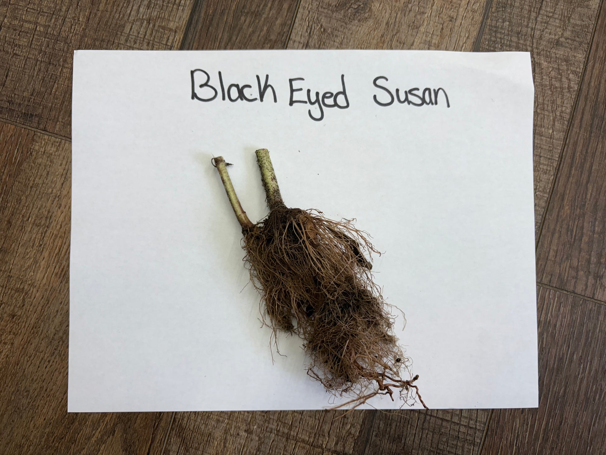 Roots of a Black Eyed Susan
