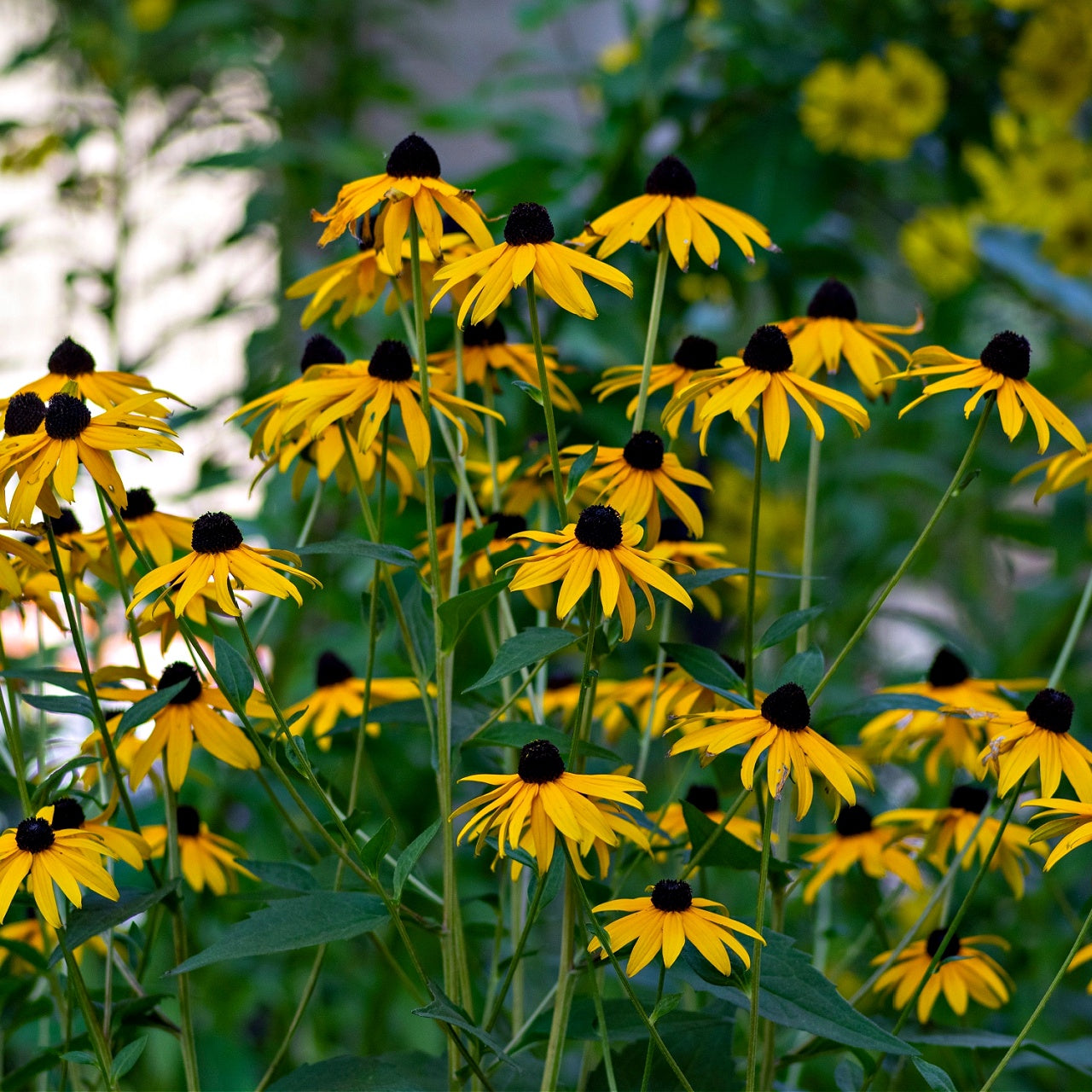 Buy Black Eyed Susans Online at TN Nursery 