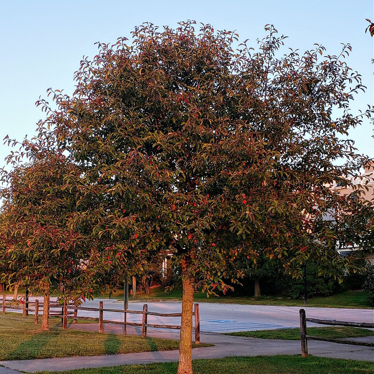 Buy Blackgum Trees Online at TN Nursery 