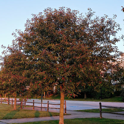 Buy Blackgum Trees Online at TN Nursery 