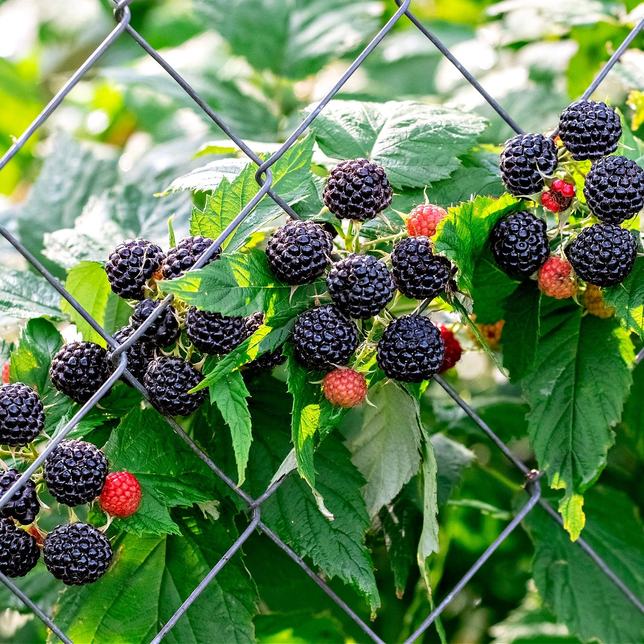 Buy Black Raspberry Online at TN Nursery 