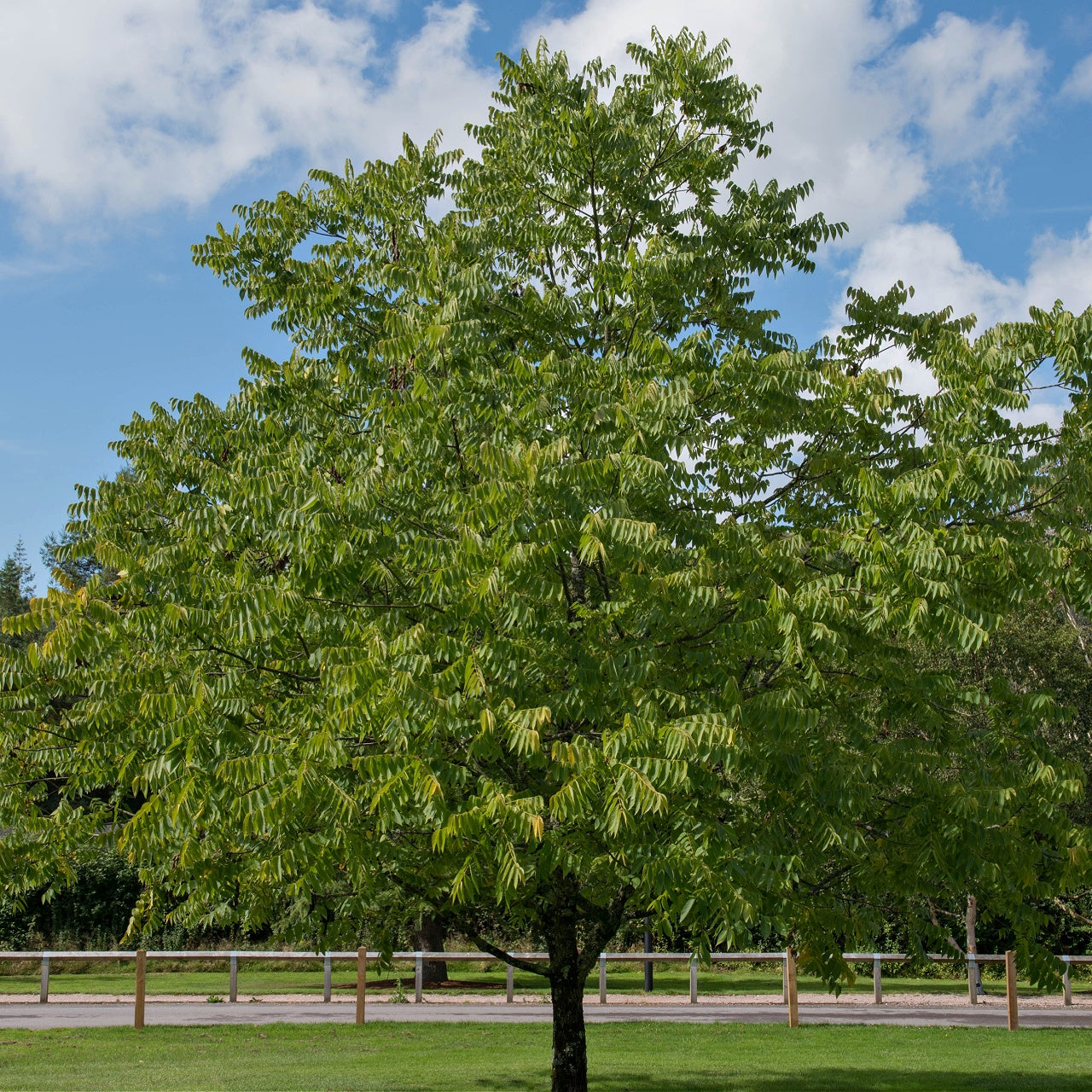 Buy Black Walnut Online at TN Nursery 