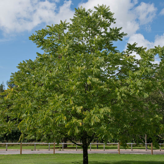 Buy Black Walnut Online at TN Nursery 