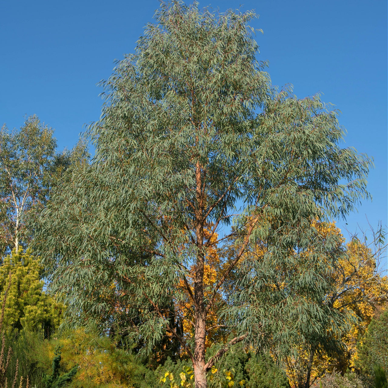 Buy Black Willow Trees Online at TN Nursery