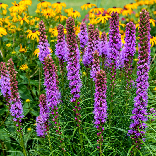 Buy Blazing Star Online at TN Nursery 