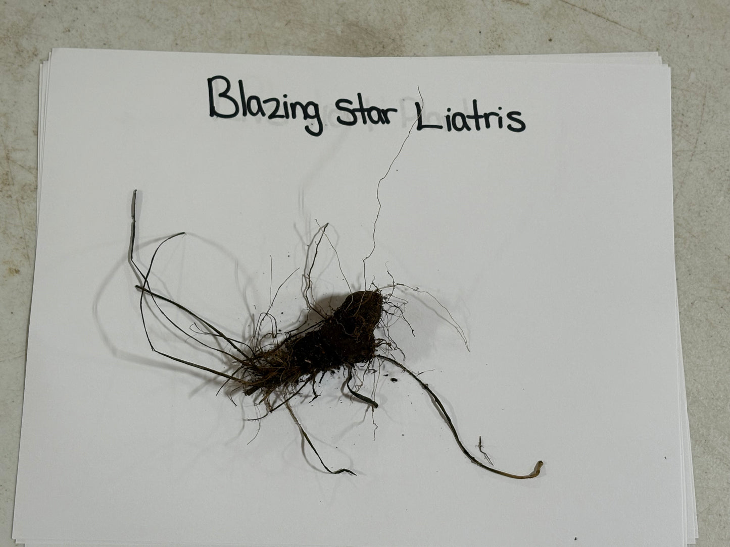 Blazing Star Plant roots