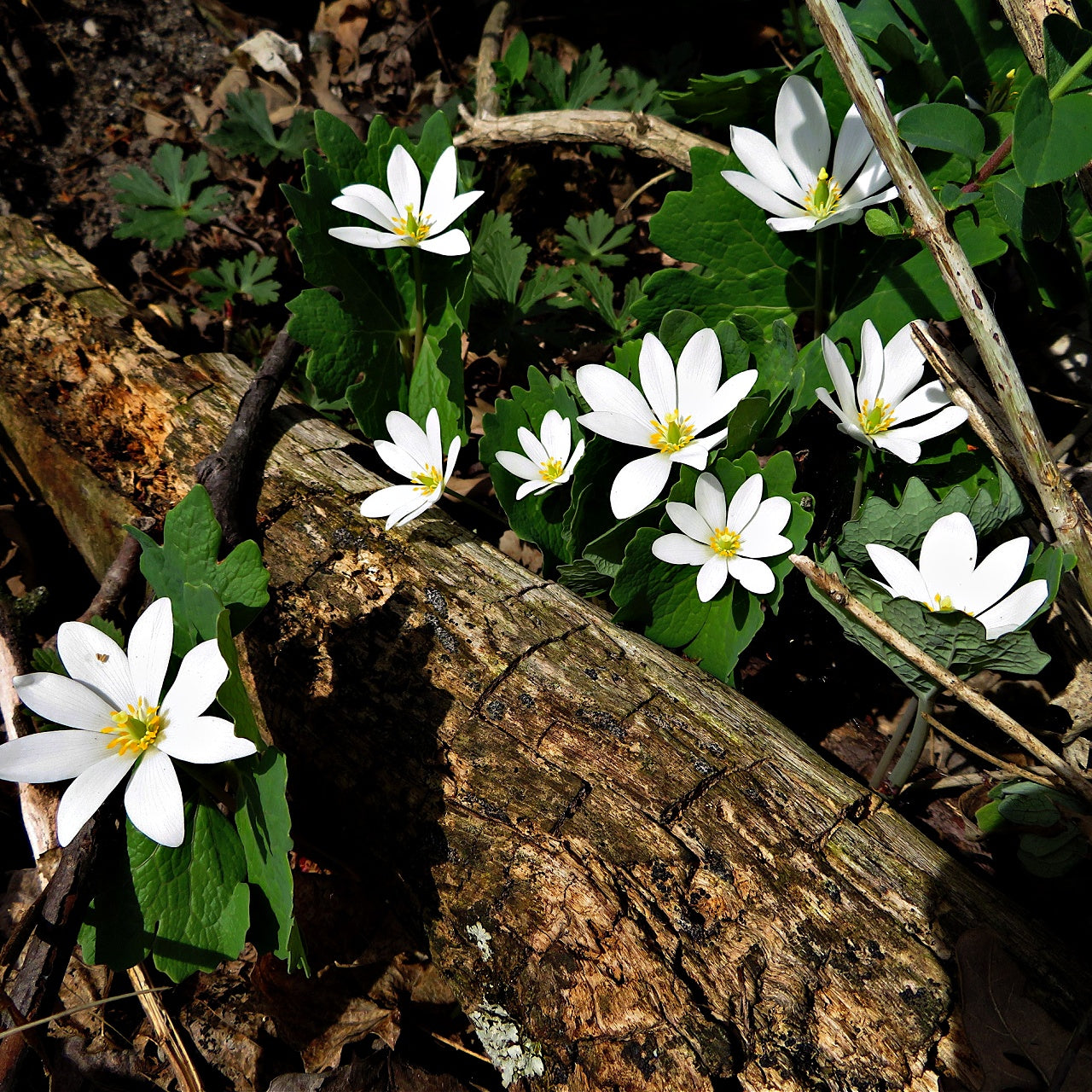 Buy Bloodroot Online at TN Nursery 