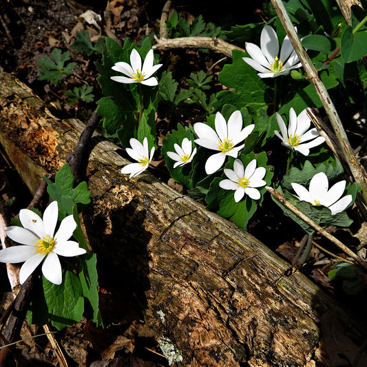 Buy Bloodroot Online at TN Nursery 