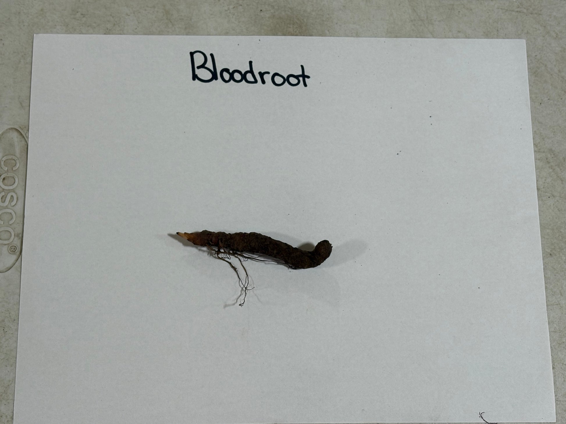Bloodroot plant root