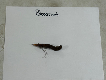Bloodroot plant root