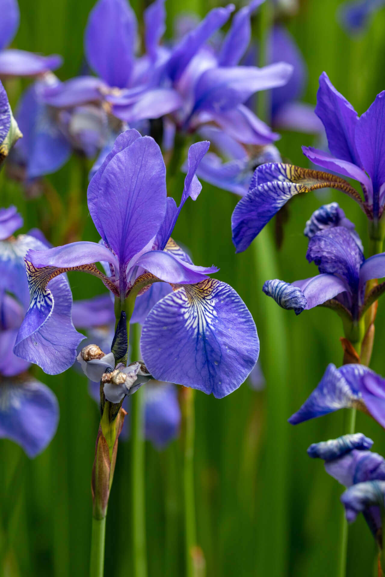 Blue Flag Iris Plants For Sale Buy Blue Flag Iris Plants Wholesale