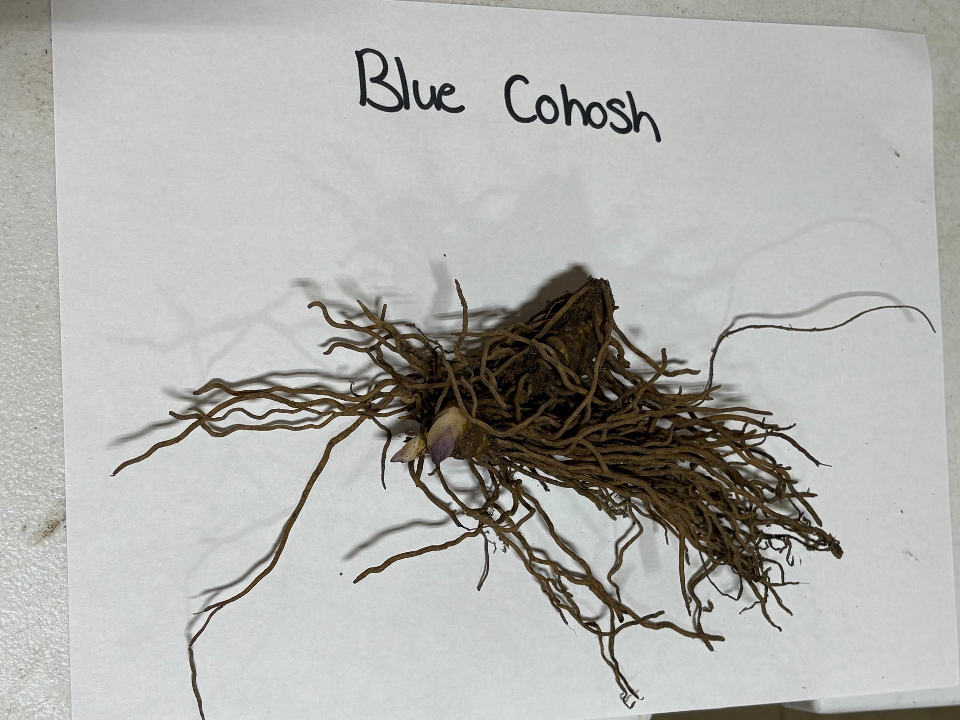 Blue Cohosh Plant root