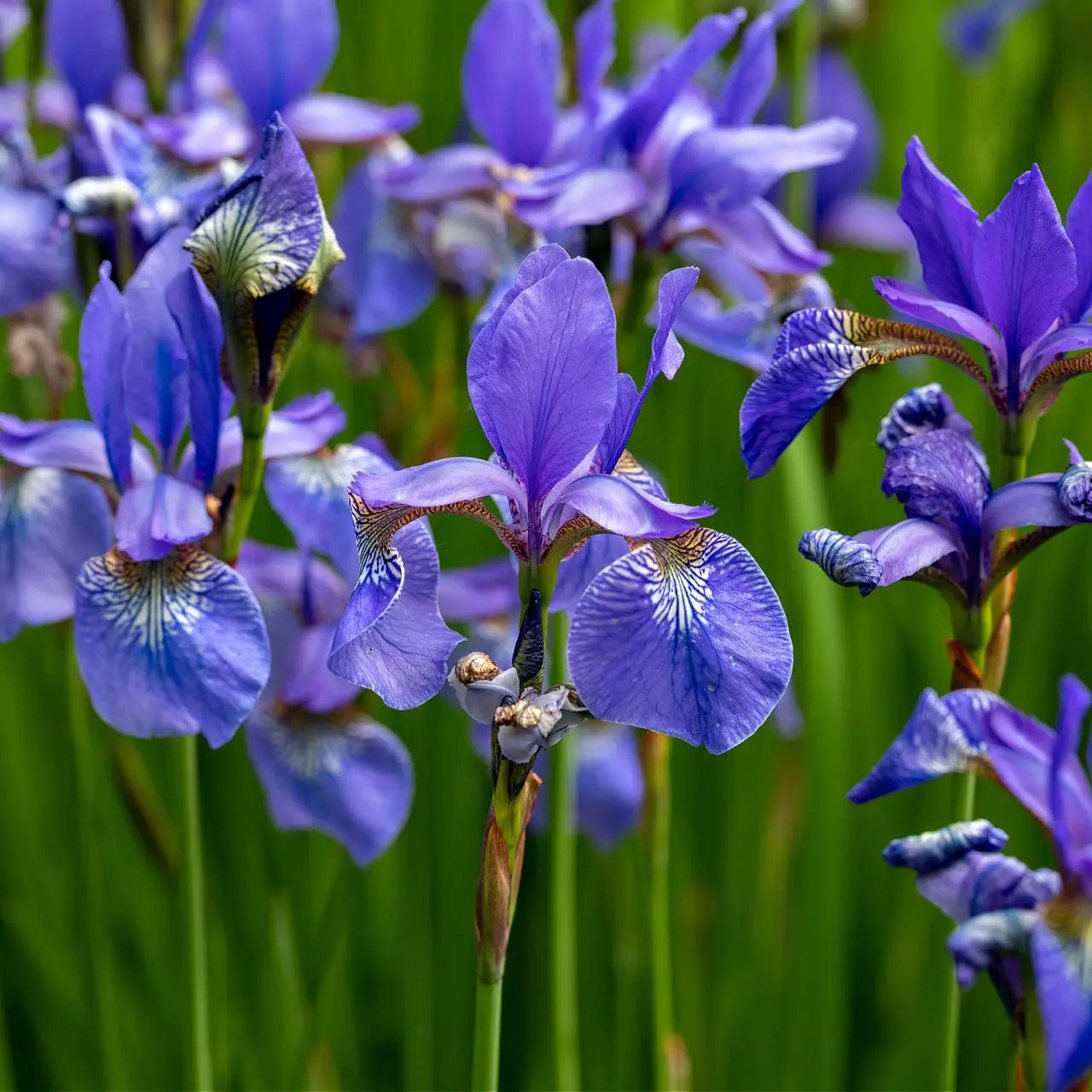 Buy Blue Flag Iris Online at TN Nursery 