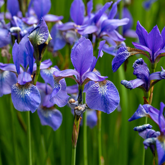 Buy Blue Flag Iris Online at TN Nursery 