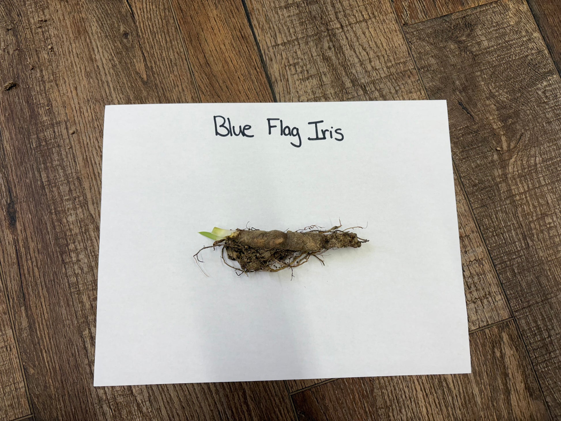 Blue Flag Iris root