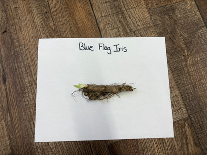 Blue Flag Iris root