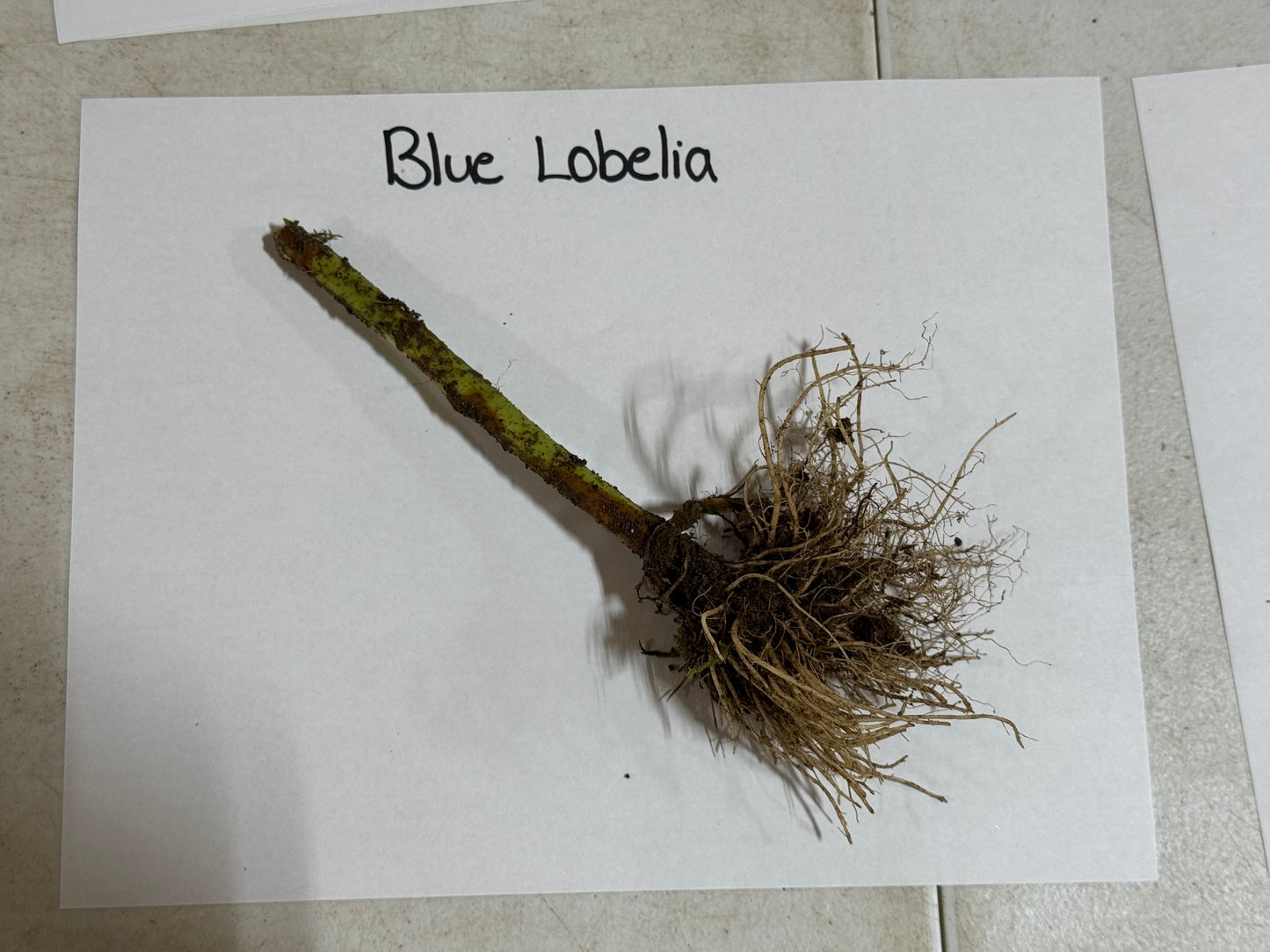 Blue Lobelia Plant root