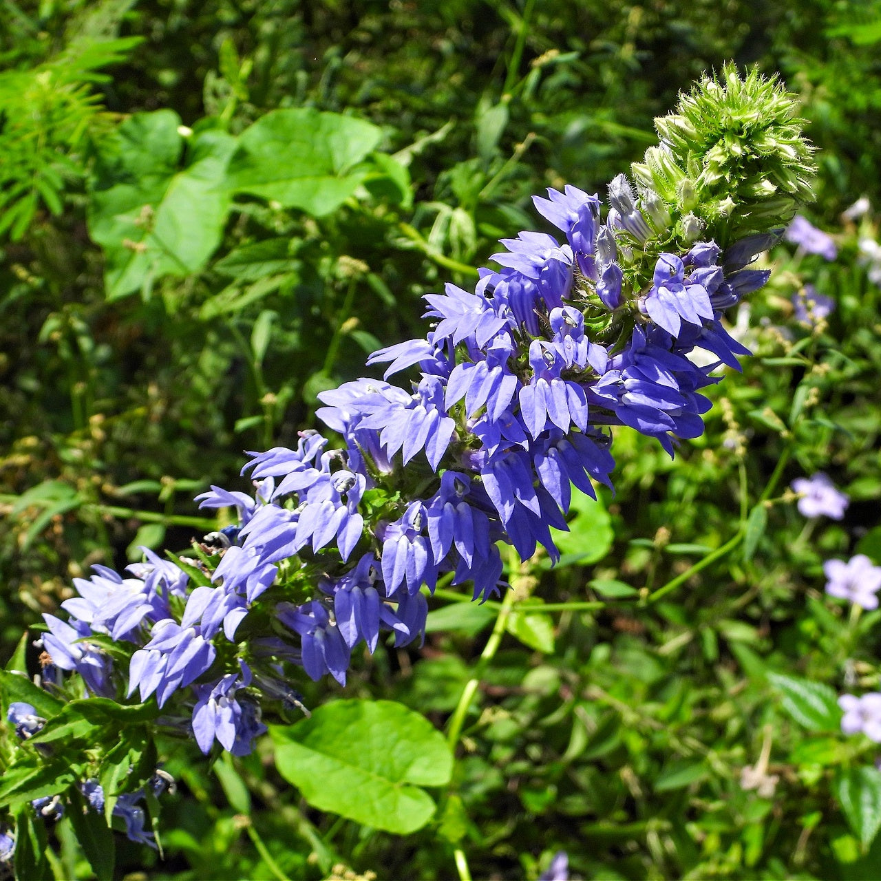 Buy Blue Lobelia Online at TN Nursery 