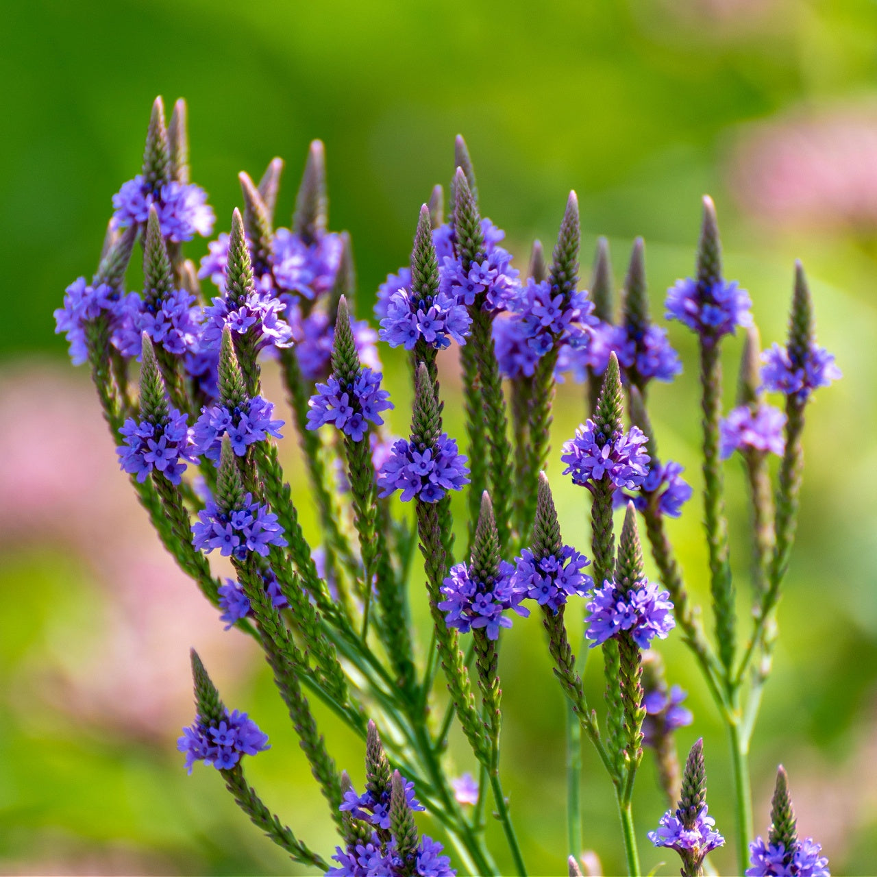 Blue Vervain Plants