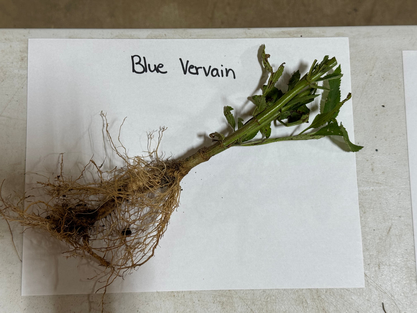 Blue Vervain Plant root