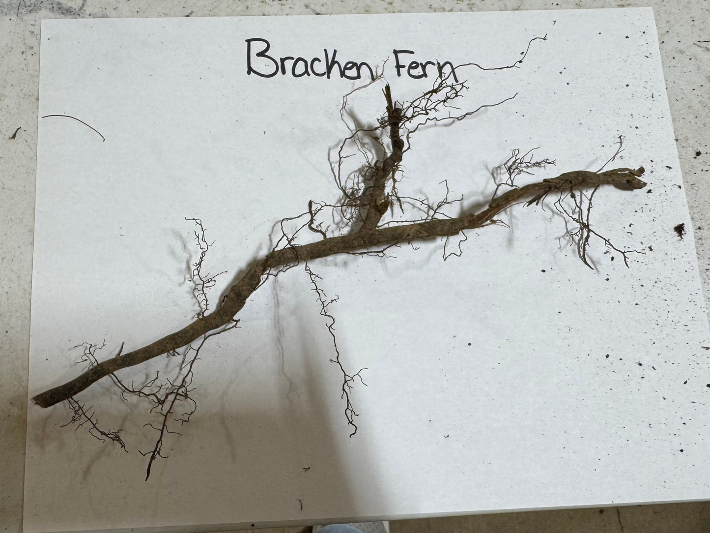 Bracken Fern root