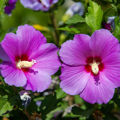 Pink Hibiscus Shrub Online, buy 1 get 1 free at TN Nursery 
