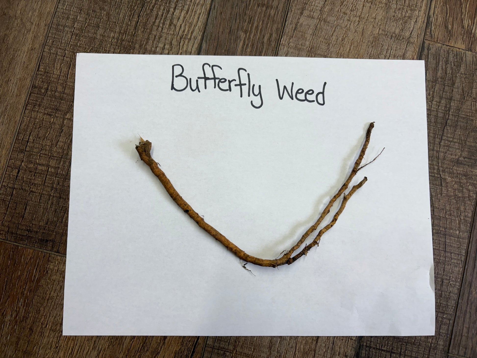 Butterfly Weed (Asclepias Tuberosa) root