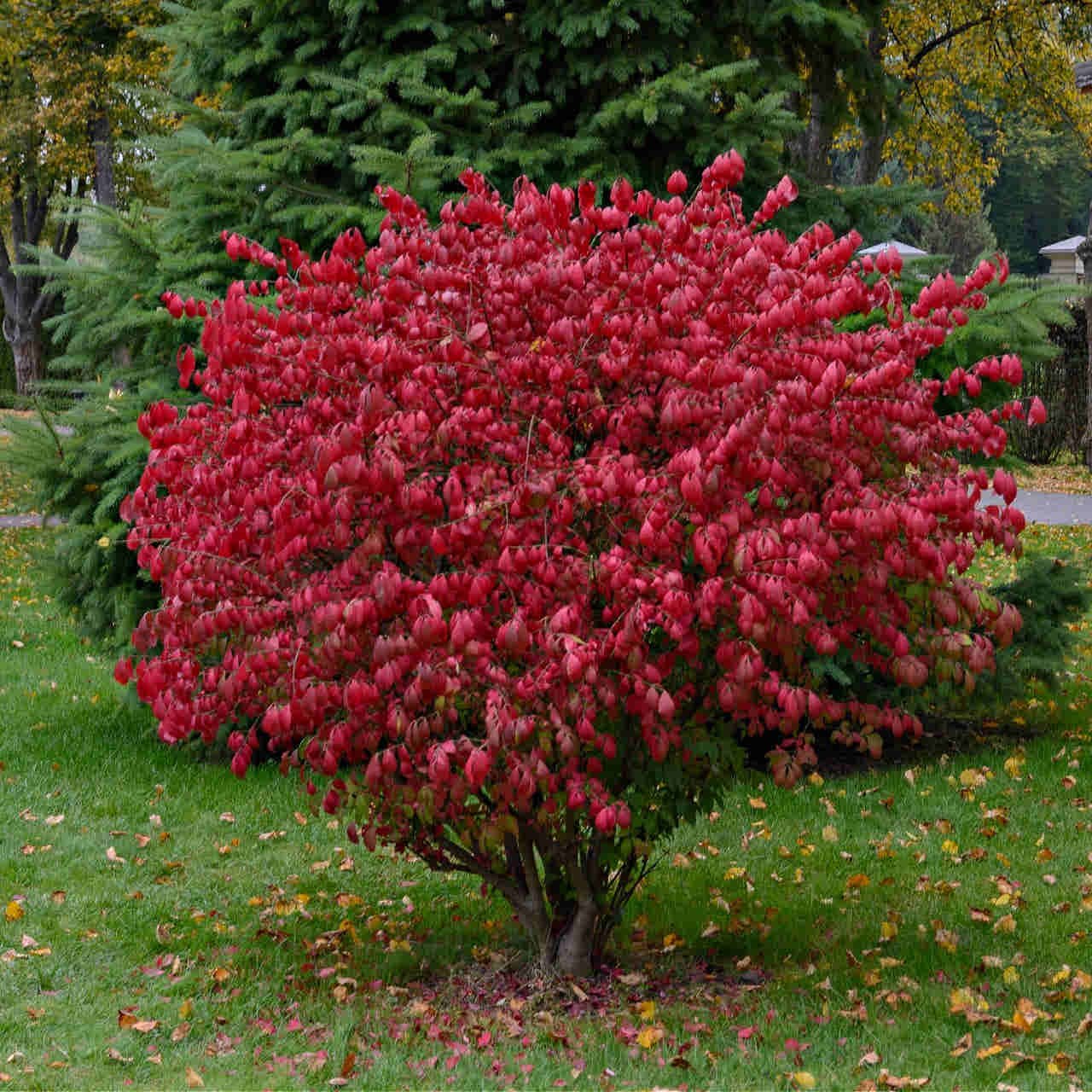 Burning Bush
