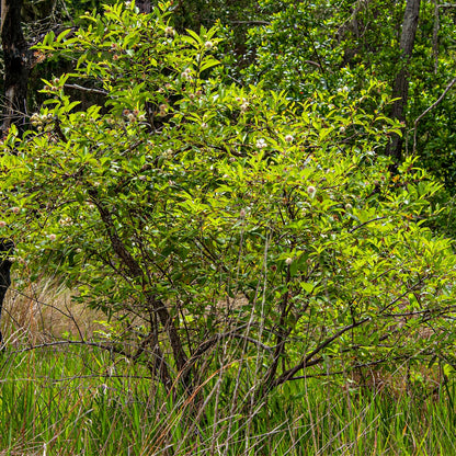 Buy Button Bush Live Stakes at TN Nursery 