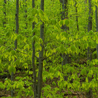American Beech Tree Seedling's Online at TN Nursery 