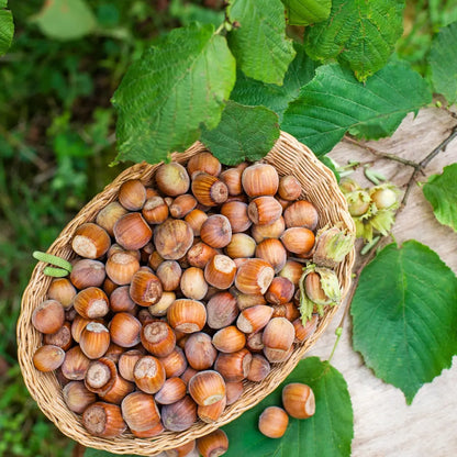 American Hazelnut Online, Buy 1 Get 1 Free at TN Nursery
