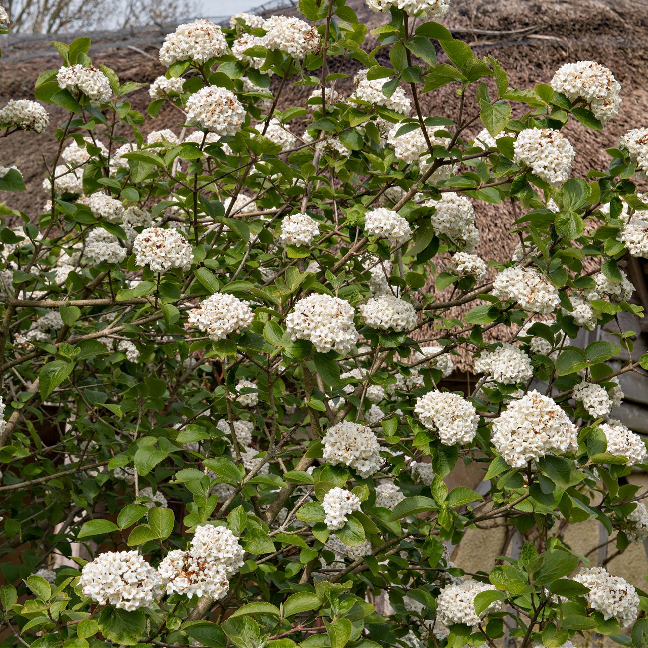 Arrowwood Viburnum Shrub online, buy 1 get 1 free at TN Nursery