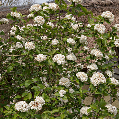 Arrowwood Viburnum Shrub online, buy 1 get 1 free at TN Nursery