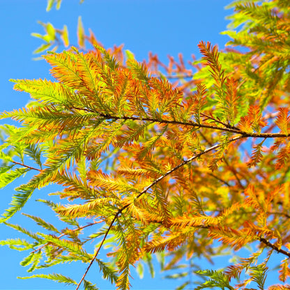Bald Cypress Tree Online, buy 1 get 1 free at TN Nursery 