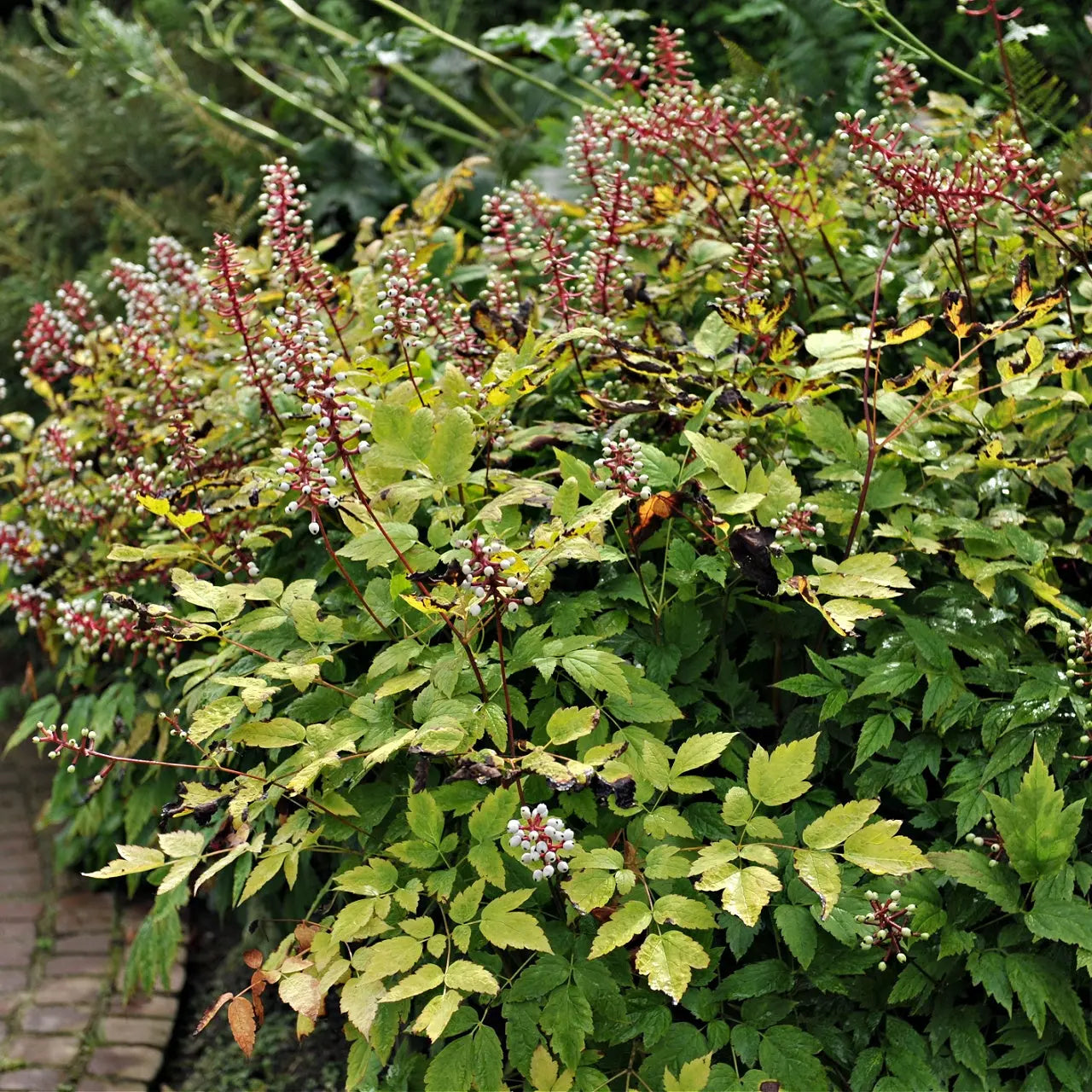 Baneberry Plant Online, buy 1 get 1 free at TN Nursery 