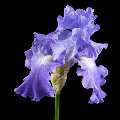 Bearded Iris Plant Online, buy 1 get 1 free at TN Nursery 