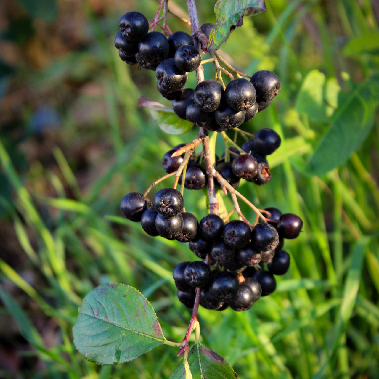 Black Chokeberry Shrub Online, buy 1 get 1 free at TN Nursery 