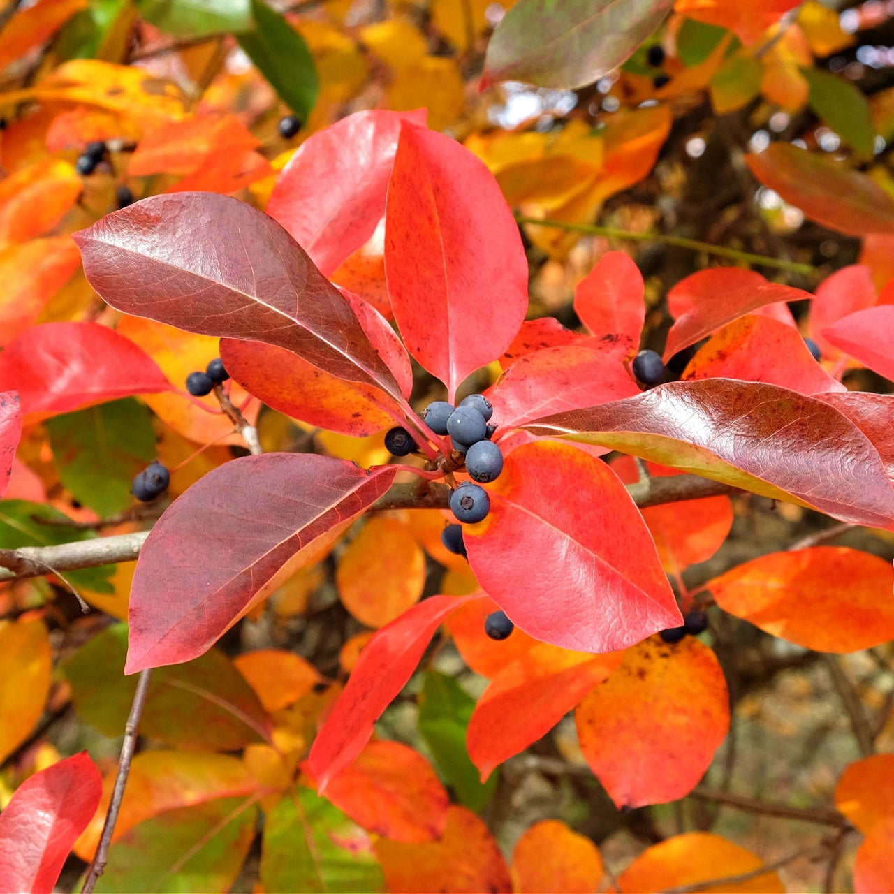 Black Gum Tree Online, buy 1 get 1 free at TN Nursery 