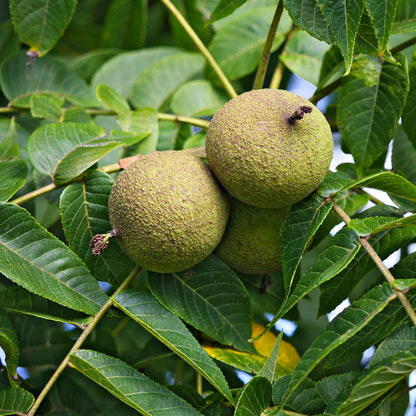 Black Walnut Tree Online, buy 1 get 1 free at TN Nursery 